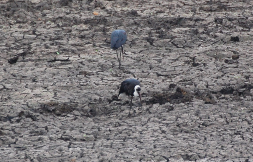 dal Sud Africa: Cicogna collo bianco (Ciconia episcopus)